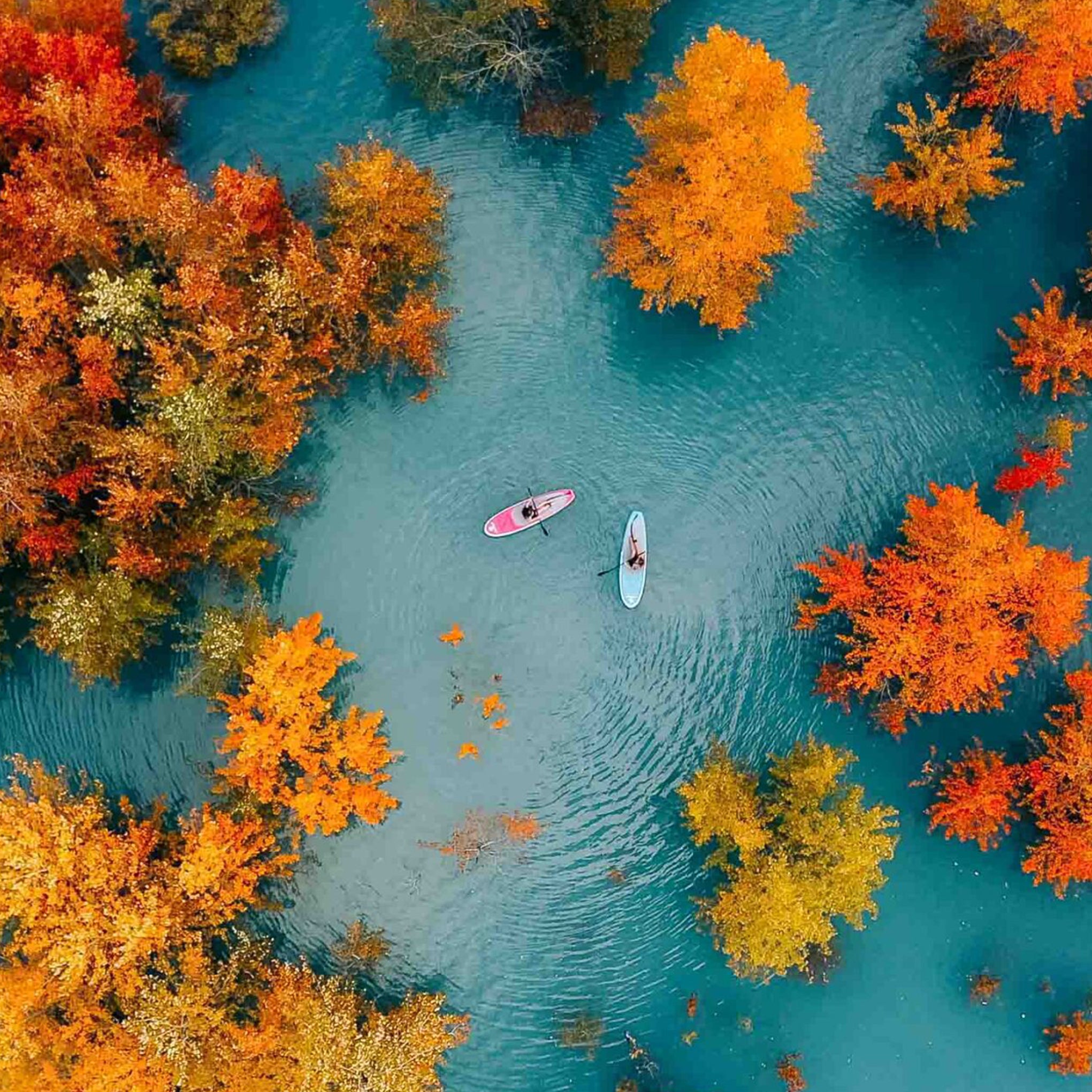Drone shot of a Synergy SUP paddleboarder on a colorful autumn lake